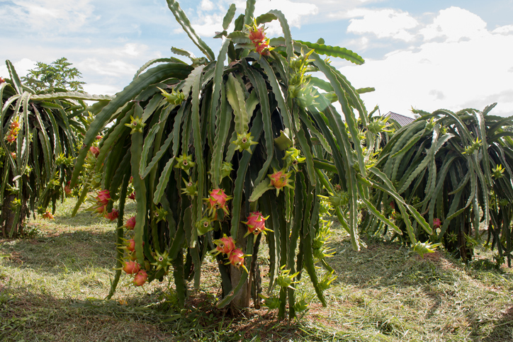 fruit du cactus pitahaya